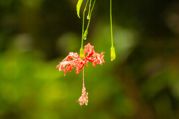 Raindrops on a shoe flower
