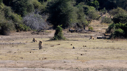 a pride of lions resting at the waterhole