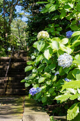 鎌倉246　妙本寺205紫陽花
