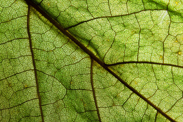 dry green leaf skeleton macro shot . Ecological concept