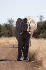 Obraz premium African elephant with grass on top of his head