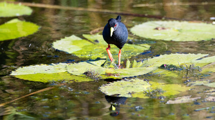 a black crake walking on water
