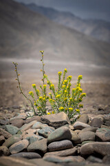 Plants  in the desert