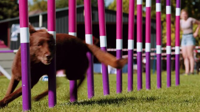 Agility sports for dogs. Running in slalom.