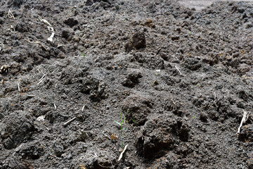 Closeup of Empty Ground Soil waiting for planting and building construction with natural background at thailand.