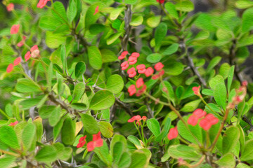 red and green leaves