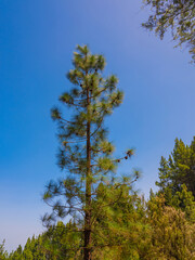 Obraz premium pine, green forest, lit by the golden sun, island of Tenerife against blue sky