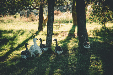 Ducks under the sun in the park