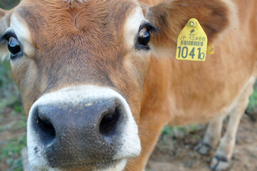 jersey cow