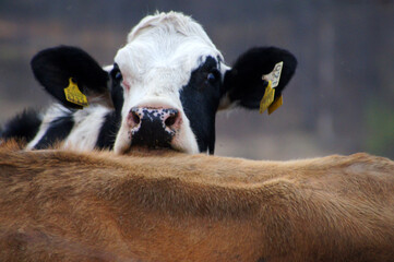 Holstein cow peeking out