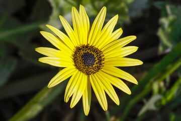 Wild yellow flower macro
