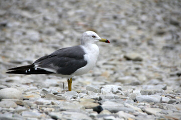 seagull