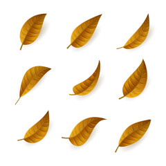 Realistic Leaves Set Premium Vector