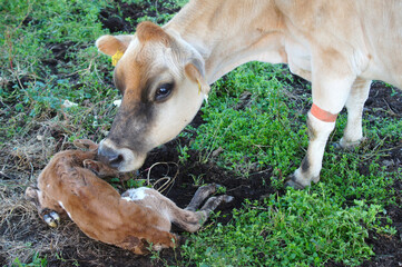 natural birth of cows