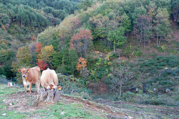 Highland dairy and cows