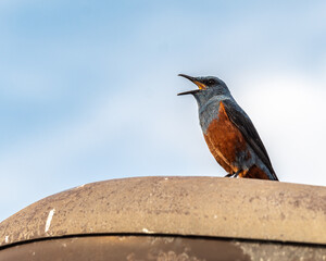 A blue rock thrush bird with greyish-blue and russet plumage perches on a light pole, singing against a backdrop of a clear blue sky.
