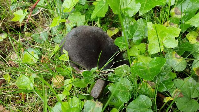 Talpa europaea aka European Mole is digging hole. Main enemy of every gardener in Czech republic. 