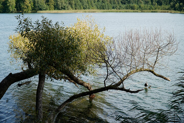 Tree branch on Galve lake shore - Trakai, Lithuania © PX Media