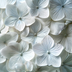 Hydrangea white flower close up macro shot