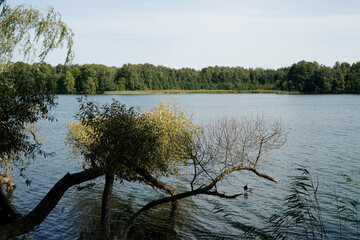 Tree branch on Galve lake shore - Trakai, Lithuania © PX Media