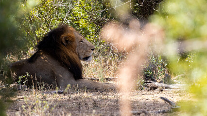 a male lion in the wild