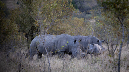 a crash of white rhinos in the wild