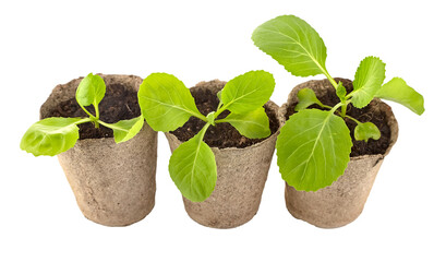 Cabbage seedlings in organic pots. Home gardening tools. Natural farming and agriculture. Healthy lifestyle. Isolated. PNG.