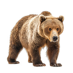 Obraz premium brown bear isolated on white