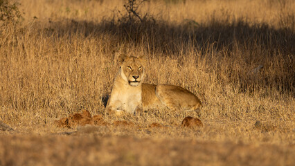 a lioness in early morning golden light