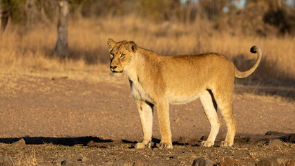 a lioness in early morning golden light