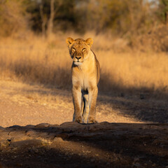 a lioness in early morning golden light