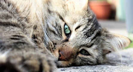 close up portrait of a cat