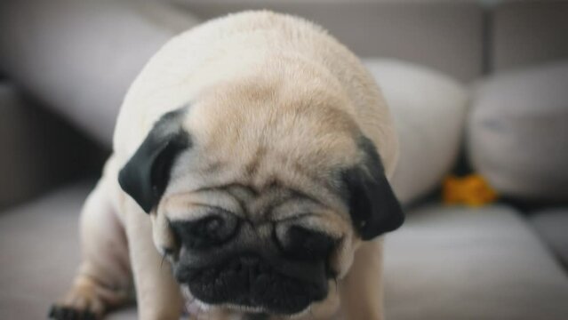 Cute pug barks. Slow motion