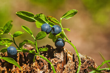 Smaczne borówki czarne leśne jagody zbierane latem w lesie © KoLesfot
