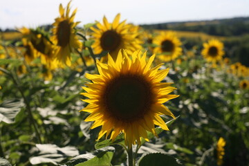Fototapeta premium Sunflower close-up on a field in summer.