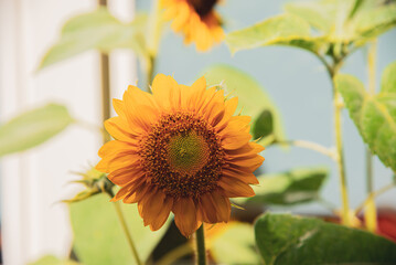 sunflower on a green background