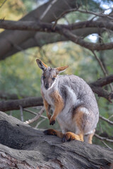 Australian kangaroo, yellow-footed rock wallaby sits on a tree. Cute animal in nature. Close-up