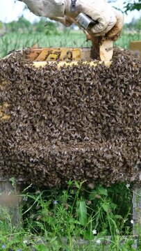 beekeeper taking honey frames out of beehive which is covered by a swarm of bees