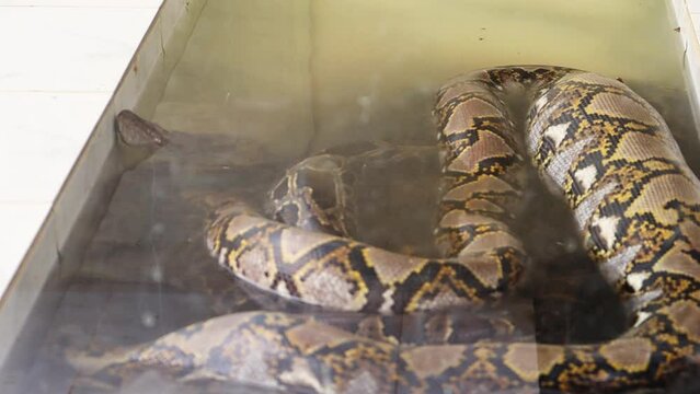 A big boa constrictor moves its head after taking a meal in shallow water in the park.