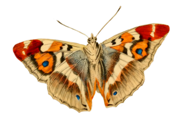 Vintage Illustration Of A Butterfly With Transparent Background, Beautiful Butterfly With Open Wings, Macro