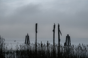 Grey vulture waiting for prey on old logs in gloomy weather