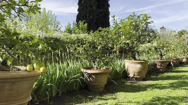 Italien, Garten, Pflanze, Blumentopf, Natur, Sommer, Gr&uuml;n, Blume, Terra Cotta, Dekoration, Fr&uuml;hling ,malerisch, Zypressen, Grass, Himmel, blau, Wolken, Umwelt, Zitronenb&auml;ume, Zitrone, gelb,Anbau, Haus