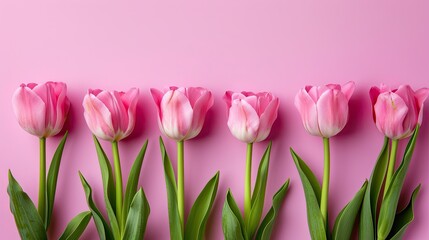 Fototapeta premium Close-up of pink tulips in a row on a pink background, simple and elegant for cards