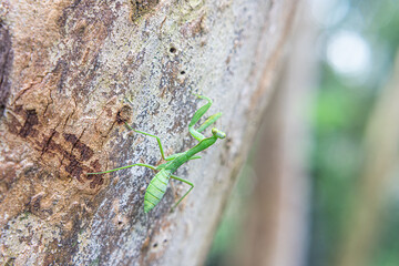 Macroscopic shooting of praying mantis resting on tree trunks