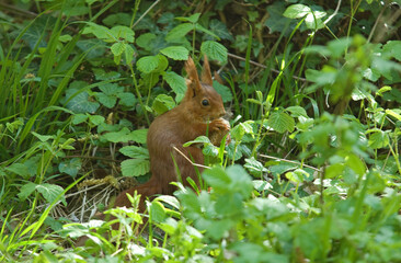 Écureuil roux, Sciurus vulgaris
