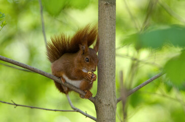 &Eacute;cureuil roux, Sciurus vulgaris