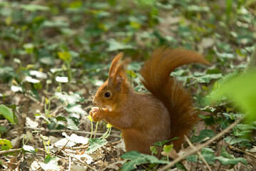 Écureuil roux, Sciurus vulgaris