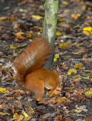 Écureuil roux, Sciurus vulgaris