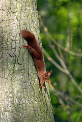 Écureuil roux, Sciurus vulgaris