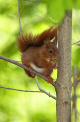 Écureuil roux, Sciurus vulgaris